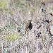 Pipit de Richard