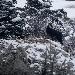 Chamois des Alpes