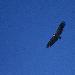 Vautour fauve