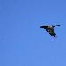 Grand Corbeau