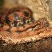 Vipre aspic