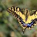 Machaon