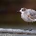 Mouette atricille