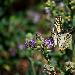 Machaon