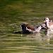 Gallinule poule-d'eau