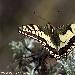 Machaon