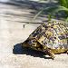 Tortue dHermann