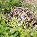 Tortue dHermann