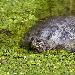 Trachmyde crite (Tortue de Floride)