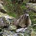 Marmotte des Alpes