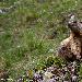 Marmotte des Alpes