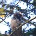 Hibou moyen-duc