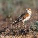 Alouette leucoptre
