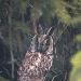 Hibou moyen-duc