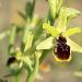 Ophrys petite araigne