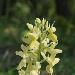 Orchis ple