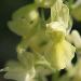 Orchis ple