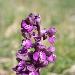 Orchis bouffon