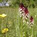 Orchis brl