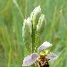 Ophrys abeille