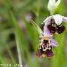 Ophrys frelon