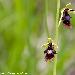 Ophrys mouche