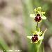 Ophrys petite araigne