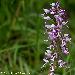 Orchis militaire