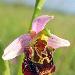 Ophrys du Gers