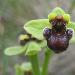Ophrys bombyx