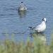 Mouette pygme