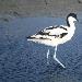 Avocette élégante