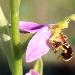 Ophrys abeille