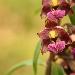 Epipactis pourpre noirtre