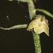 Epipactis  petites feuilles