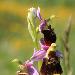 Ophrys frelon