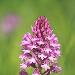 Orchis pyramidal