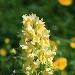 Orchis sureau