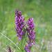 Orchis incarnat