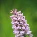 Orchis de Fuchs