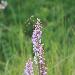 Orchis moucheron