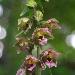 Epipactis  larges feuilles