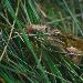 Grenouille rousse