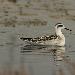 Phalarope à bec étroit