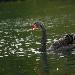 Cygne noir