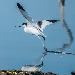 Avocette élégante
