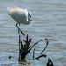 Aigrette garzette