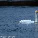 Cygne de Bewick