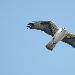 Aigle de Bonelli
