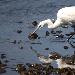 Aigrette garzette